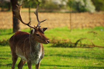fallow deer