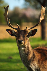 fallow deer portrait