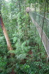 Panele Szklane  Most linowy w dżungli