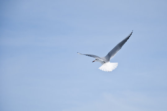seagull flying in the blue sky