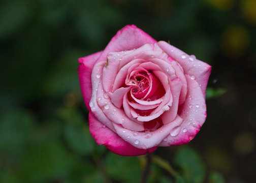Rose mit Wassertropfen 3