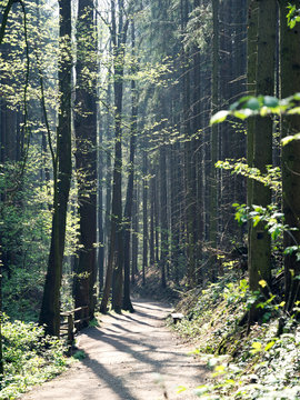 Wald