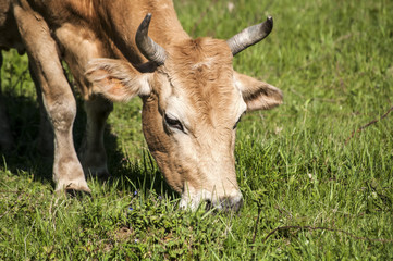 Head of cow grazing on green meadow