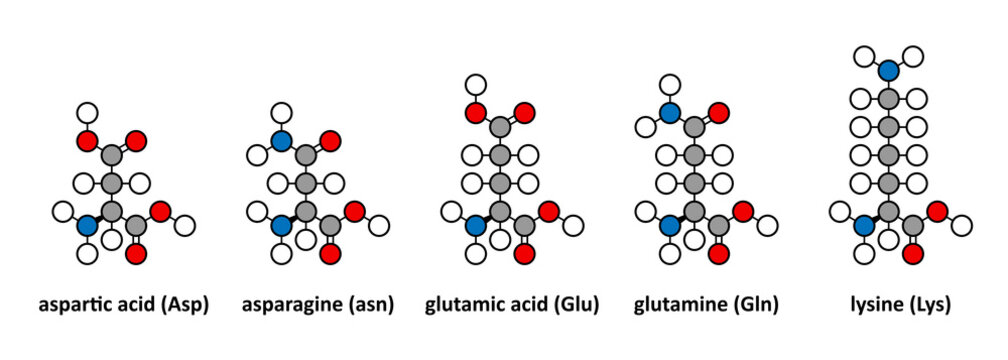 Aspartic acid, asparagine, glutamic acid, glutamine and lysine