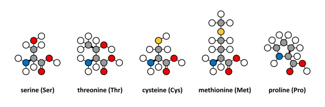 Serine, threonine, cysteine, methionine and proline amino acids.