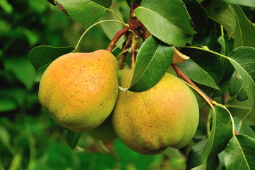 Two pears  on the branch