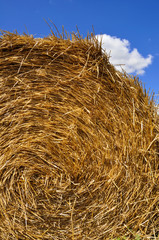 Yellow  haystack