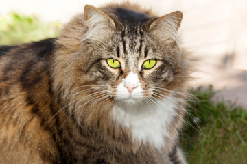 Maine Coon Cat