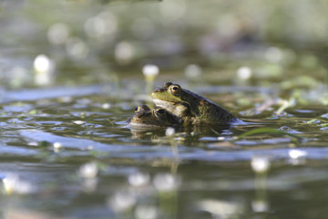 Mating frogs in spring pond