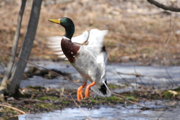 Mallard Duck (Drake)