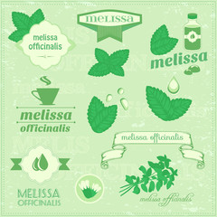isolated herbs, melissa vector leaves - obrazy, fototapety, plakaty