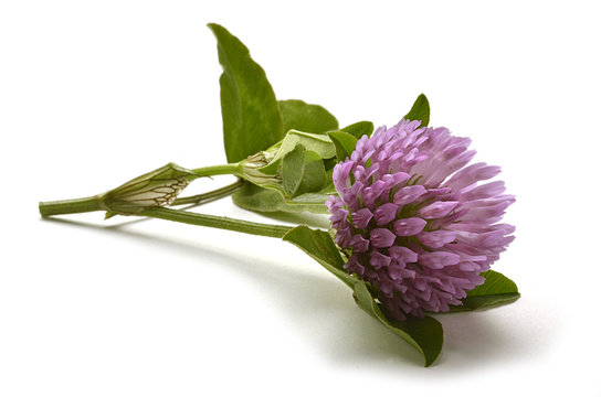 164 Best シャジクソウ属 Images Stock Photos Vectors Adobe Stock