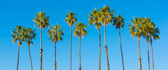 Fototapeta premium Rząd drzew palmowych na niebieskim tle nieba