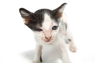 cat isolated on white background