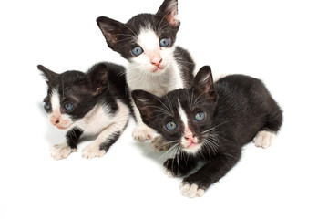 cat isolated on white background