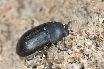 Dermestidae, dermestes beetle isolated on white background