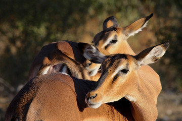 Imitating Impala. Etosha Namibia