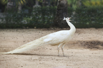 white indian peacock pheasant on soil ground