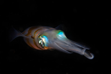 Naklejka premium Reef Squid
