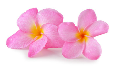 colorful plumeria flower isolated on white