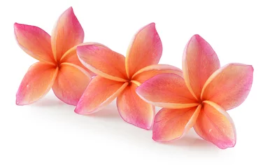 Muurstickers colorful plumeria flower isolated on white © siwaporn999