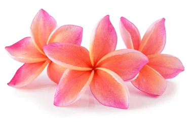 Fotobehang colorful plumeria flower isolated on white © siwaporn999