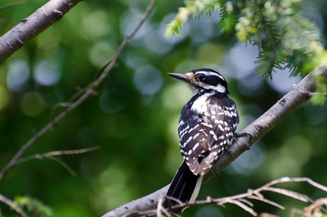 Hairy Woodpecker Perched in a Tree