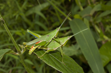 Grasshopper mating on grass leaf