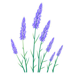 Naklejka premium ラベンダー ハーブ 花