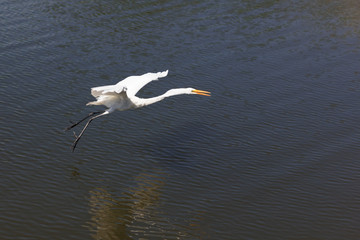 White Great Egret flying