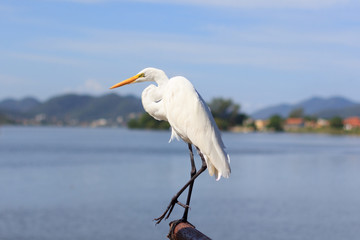 White Great Egret on Lake