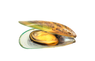 Boiled green mussel