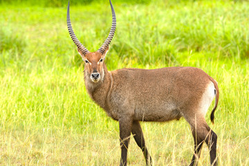 A Waterbuck in the African Veldt