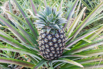Fototapeta premium Pineapple fruit farm.