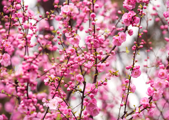 Obraz na płótnie Canvas Beautiful flowering Japanese cherry - Sakura. 