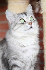 silver cat of siberian breed,adult female