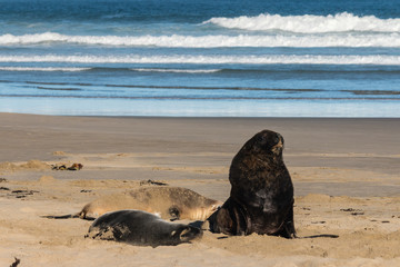 colony of Hooker's sea lions resting on beach