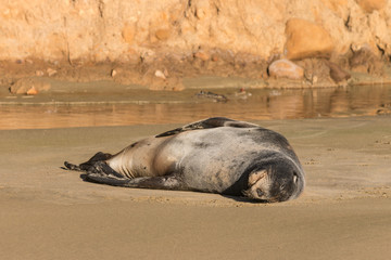 Fototapeta premium sea lion basking on sandy beach