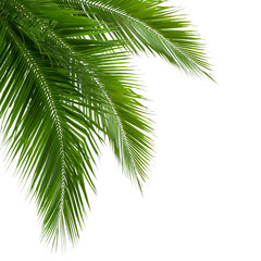 Bladeren van kokospalm geïsoleerd op een witte achtergrond, knippen pa