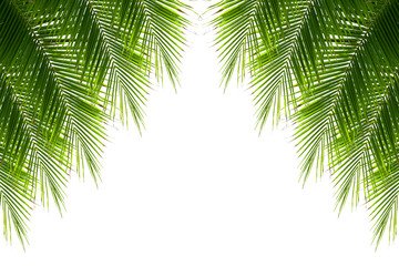 Leaves of coconut tree isolated on white background, clipping pa