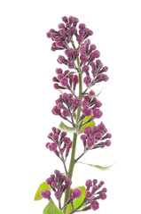 Fototapeta premium Lilac flower head isolated on white background