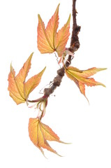 Creeper vine twig isolated on white background 