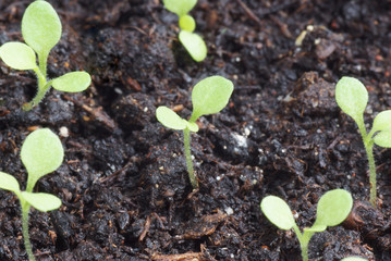 Seedling in a pot.