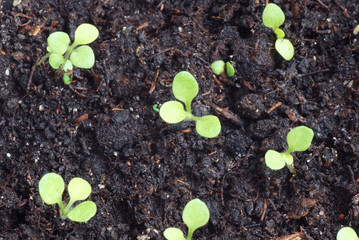 Seedling in a pot. View from above.