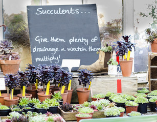 Succulent Plants On Greenhouse Market Stall