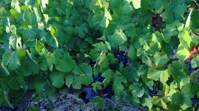 Vineyards in Douro Valley