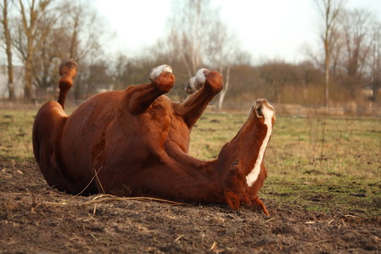 Chestnut horse rolling on the ground