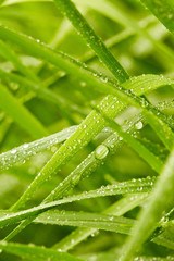 Green grass background 