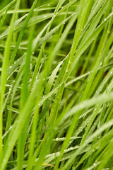 Fototapeta na wymiar Green grass background 