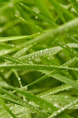 Green grass background 